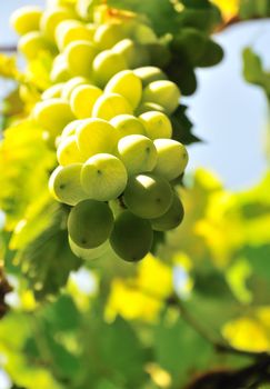 Close up view of  crimean green winemaking grapes on the vine.