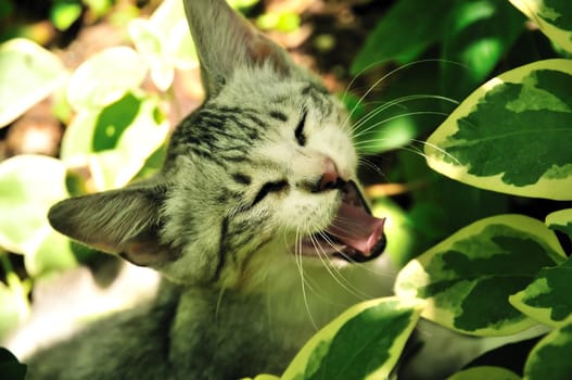 gray pretty little kitten is  yawning outdoors