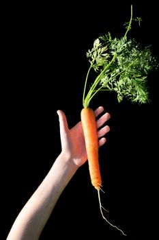 child holds a fresh clean carrot, isolated on black background