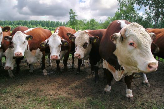 Cow family on pasture field