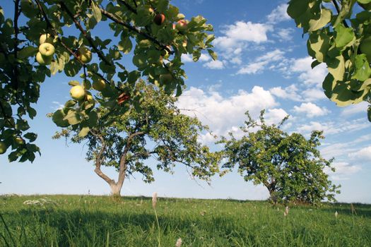 generous summer apple garden in august, countryside of Latvia, Europe