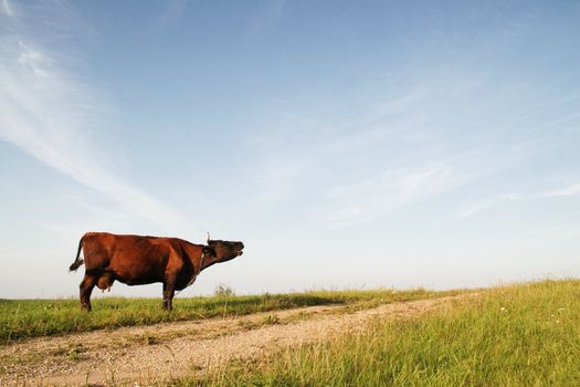 cow mooing in a green field by the country road, Latvia, Europe