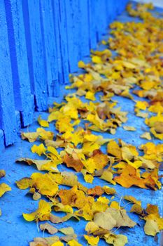 vivid yellow leaves against blue wall background