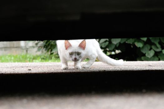 white cat hides under low sports car