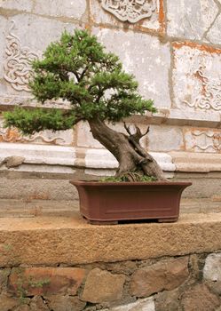 bonsai tree by the oriental wall