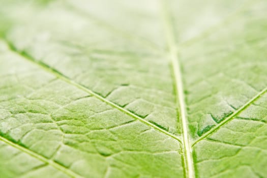 green leaf macro shot, selective focus on leaf structure veins