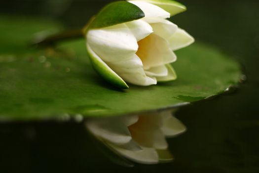 beautiful waterlily bud with reflection in calm water