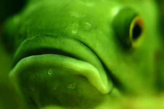 closeup of piranha face, selective focus on lips