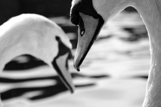 two swans in a heart shaped composition