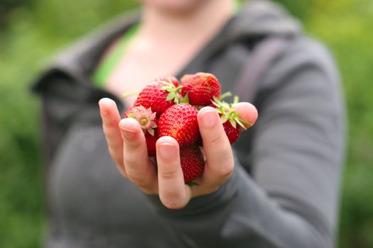 woman hands holding fresh strawberries
