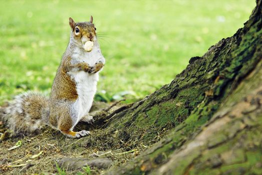 grey squirrel with peanut by the tree, Hyde Park, London