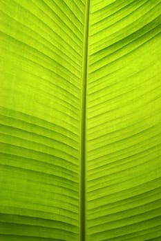 backlit fresh green palm leaf with small water drops on it