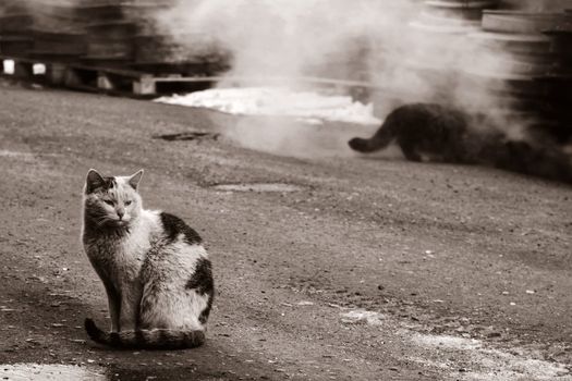 two dirty homeless cats warms themselves in industrial steam