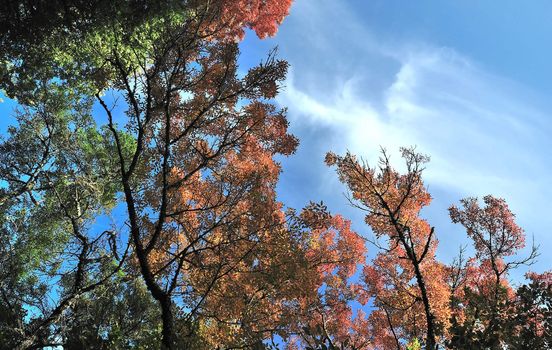 Yellow, red, green autumn leaves on tree over blue sky
