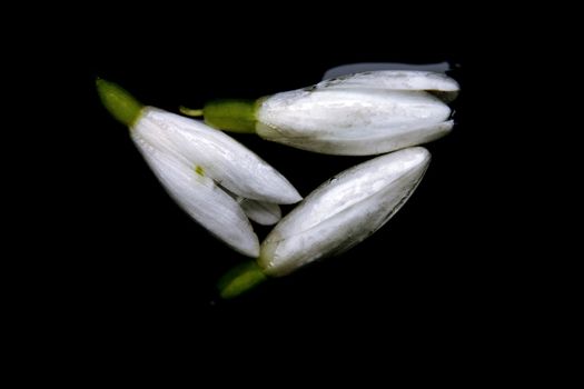 three snowdrops in water, isolated against a black background
