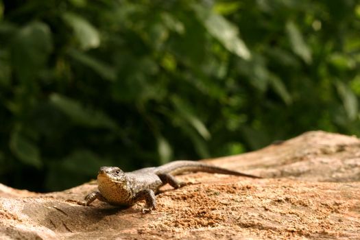 lizard on a stone against green background