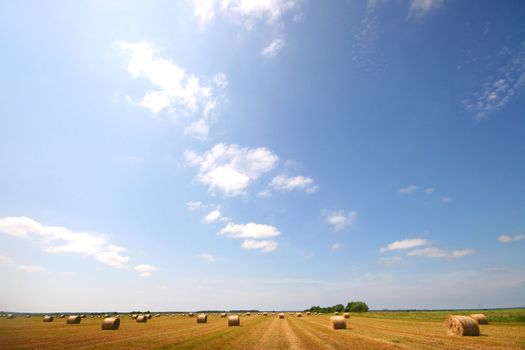 summer landscape field of hay bales