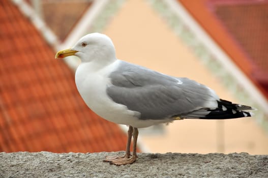 Gull standing and watching in the old town