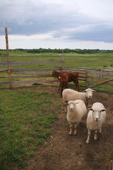 sheeps and calfs in pasture-ground