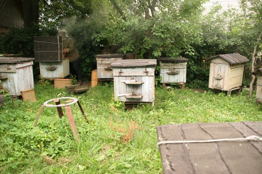 Bee-master works in Bee-garden, Novy Pogost, Belarus