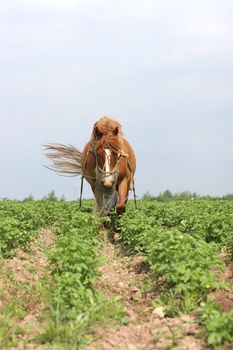 horse plowing clayey rows in potato field, june, Belarus