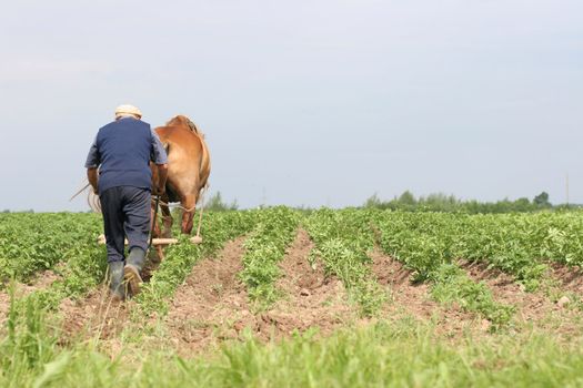 Farmer at work, plowing the potato field rows, june, Belarus