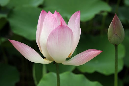 blooming lotus flowers with sharp pink color