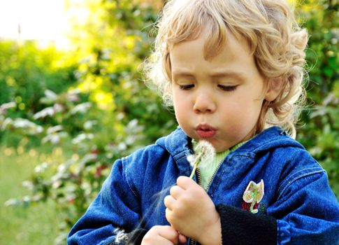  little girl blowing to white downy dandelion on meadow
