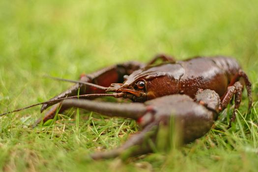 live crawfish in fresh green grass, focus on face