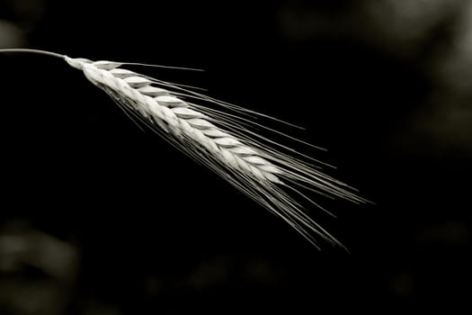 closeup of one wheat spike against black background, sepia toned