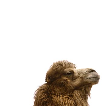 isolated camel face profile with space for text