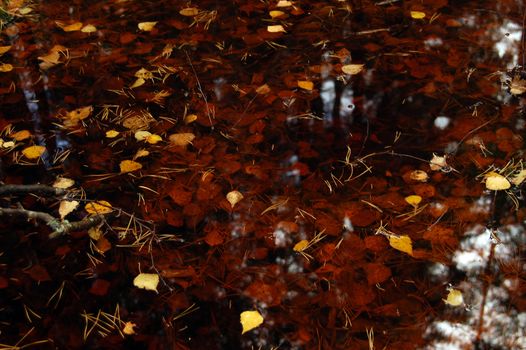 Autumn leaves at the brown rusty water