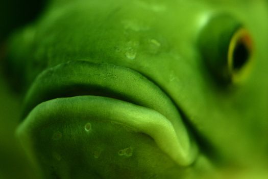 closeup of piranha face