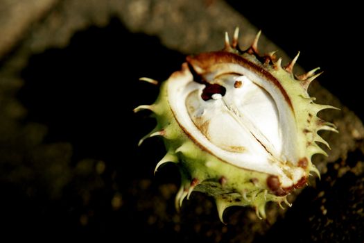 partly open chestnut in white coating freshly fallen from the tree