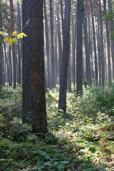 pine woods in morning mist (focus on yellow maple leaves)