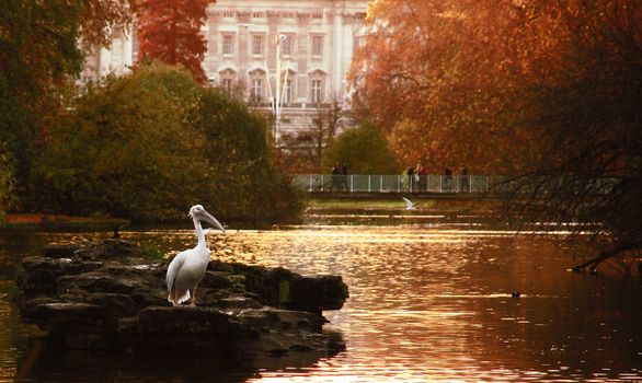 evening falls over pond in St. James park, London