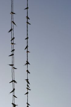 swallows on a wire