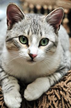 European shorthair cat of gray  coat pattern