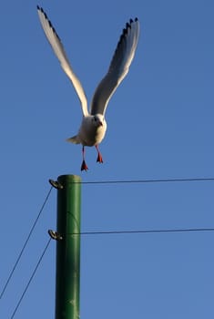 White Gull off the column.