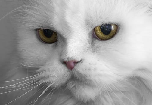 Nearby is a portrait of a white Persian cat.