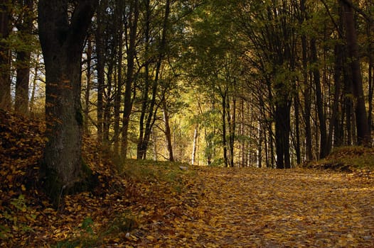 Road uphill full of yellow fallen leaves