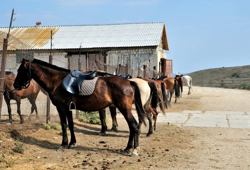 a lot of horses standing near their yard