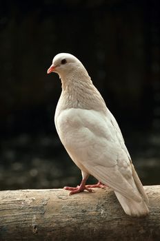 Standing white dove with the dark backround