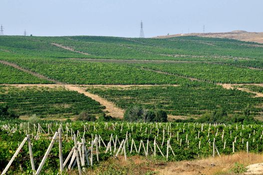  A view of the  wineyards in the Crimea
