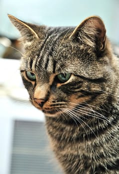 close up of european shothair striped cat