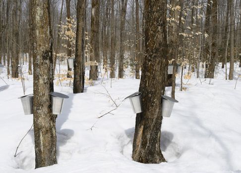 Springtime, maple syrup season. Buckets on trees for collecting maple sap.