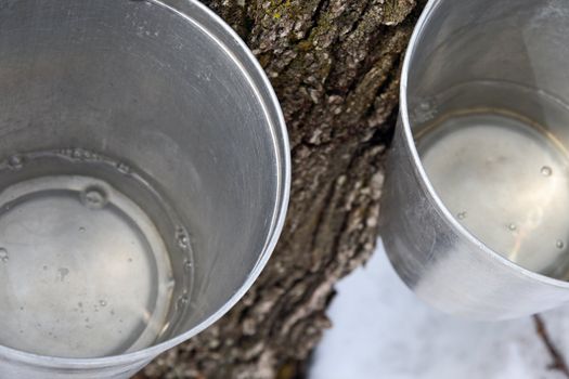 Maple syrup production. Maple sap in buckets attached to a tree.
