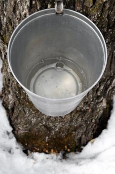Maple syrup production. Bucket on a tree filled with maple sap.