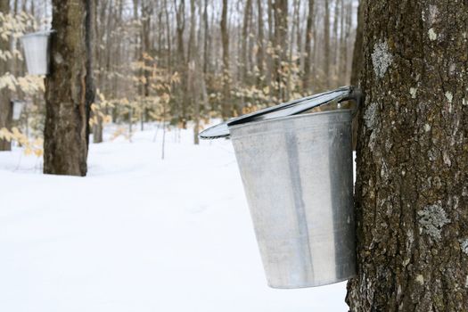 Droplet of maple sap falling into a pail. Maple syrup production.