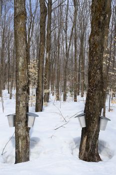 Forest in springtime during maple syrup season. Buckets for collecting maple sap.
